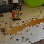 Сода от тараканов: как действует, рецепт приготовления, отзывы
