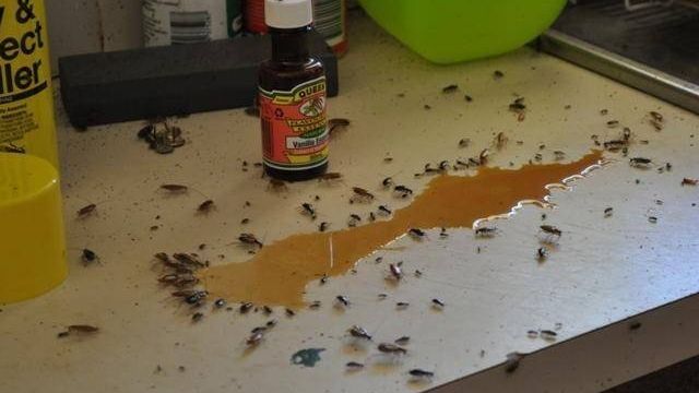 Сода от тараканов: как действует, рецепт приготовления, отзывы