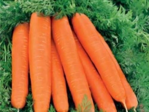 Морковь лосиноостровска. Морковь «Лосиноостровская 13»: описание сорта и тонкости выращивания