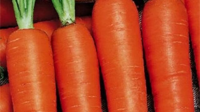 Морковь лосиноостровска. Морковь «Лосиноостровская 13»