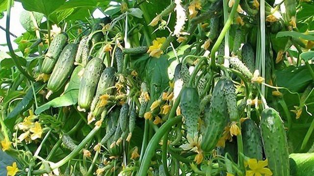 Как выращивать пучковые огурцы: посадка и уход, сорта для открытого грунта