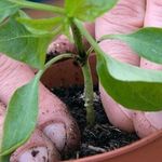Как правильно посадить и вырастить рассаду перца в домашних условиях?