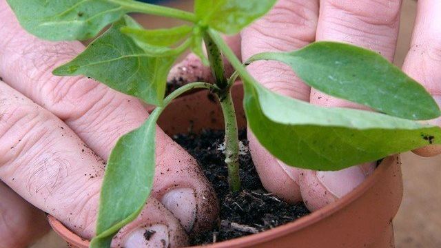 Как правильно посадить и вырастить рассаду перца в домашних условиях?