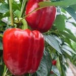 Как высаживать перец в теплицу: подготовка парника, как правильно посадить рассаду и рекомендации по уходу