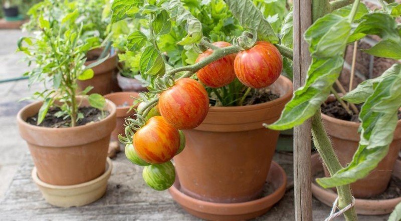 Сорт помидор балконное чудо