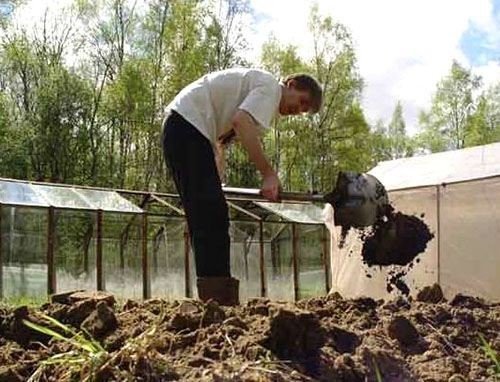 Мужик копает огород