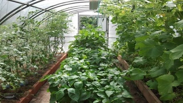 Что можно посадить в теплице вместе с помидорами