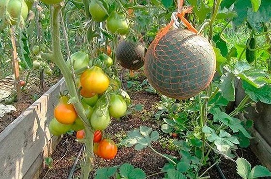 Природное земледелие арбуз дыни