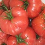 Характеристика томата Яблочный минусинский, его урожайность