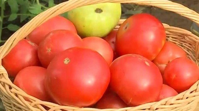 Характеристики отличных гибридных томатов серии «Золотое Малиновое Чудо»