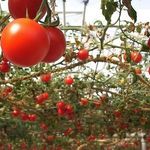 Как правильно выращивать высокорослые томаты?