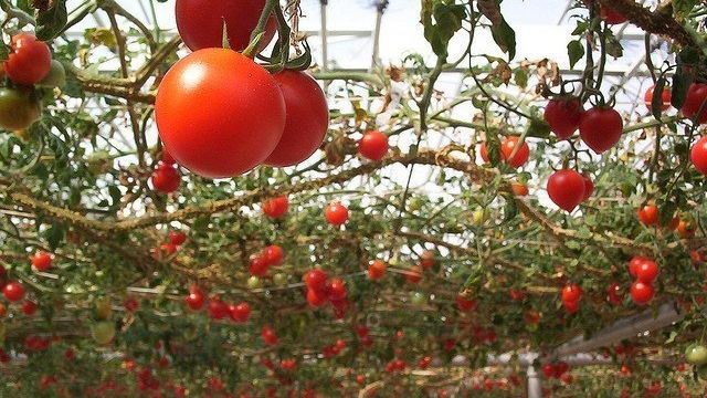 Высокорослые помидоры: технология выращивания, посадка, полив и подкормка