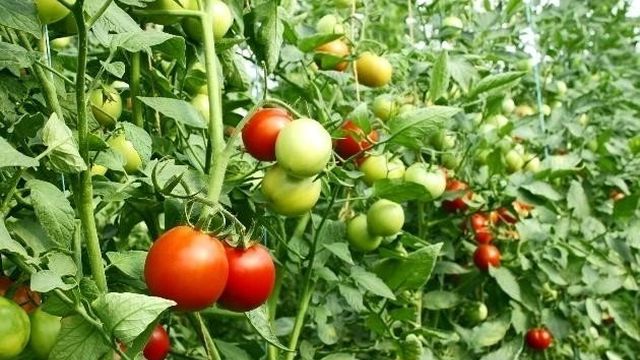 Красивые и вкусные томаты «Огни Москвы»: ранний урожай для не слишком опытных садоводов