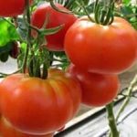 Крупный и неприхотливый в уходе томат «Семейный f1»
