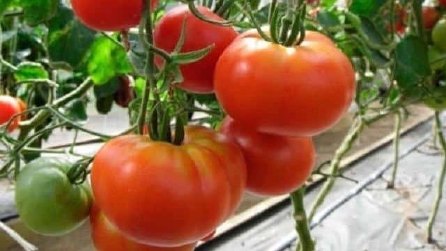 Томат Семейный f1: отзывы тех, кто сажал, характеристика и описание сорта помидоров, их преимущества и недостатки