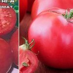Необычайно красивые плоды с приятным запахом — томат Нежность
