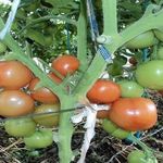 О почве для помидор: кислая или щелочная, какой грунт любит рассада томатов