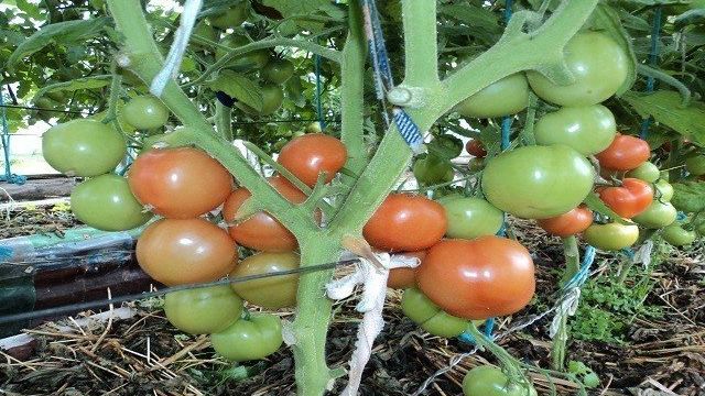 О почве для помидор: кислая или щелочная, какой грунт любит рассада томатов