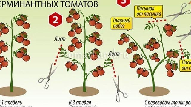Обильно плодоносящий сорт с ароматными плодами — томат Розовая Катя F1