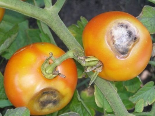 Вершинная гниль на помидорах лечение
