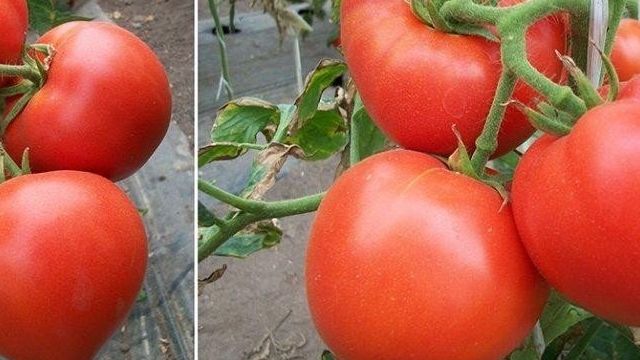 Очень ранний сорт крупноплодных томатов «Большая мамочка»