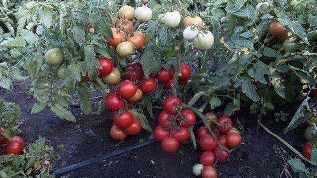 Описание крупноплодного сорта томата Маэстро f1, его характеристики