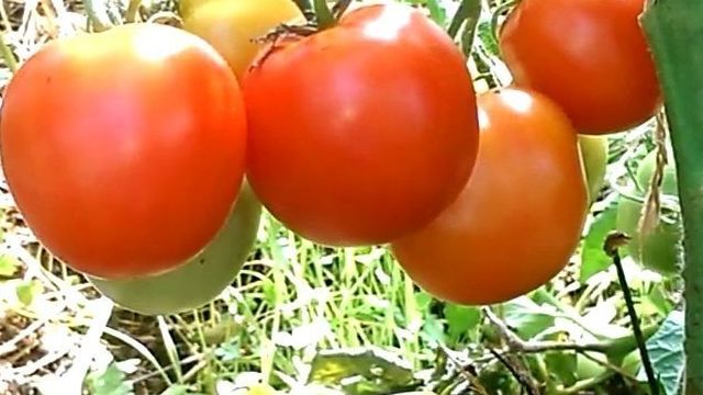 Описание сорта томата Ямал, его характеристика и выращивание