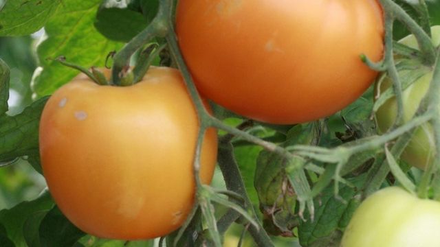 Томат Оранжевый Бой F1: отзывы об урожайности помидоров, описание и характеристика сорта