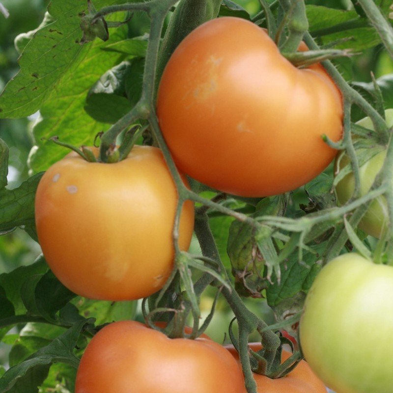 Ранние сорта томатов для теплиц лучшие