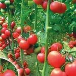 Пинк Буш: описание сорта розовых томатов, отзывы и особенности выращивания