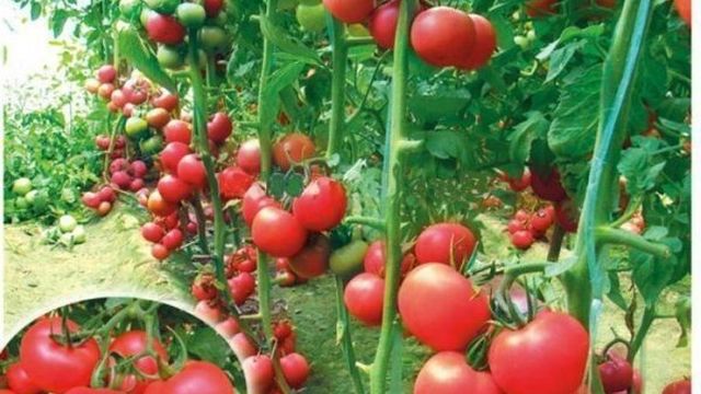 Пинк Буш: описание сорта розовых томатов, отзывы и особенности выращивания