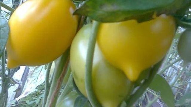 Сорт томатов Чудо света, описание, фото, характеристика и отзывы, а также особенности выращивания, урожайность