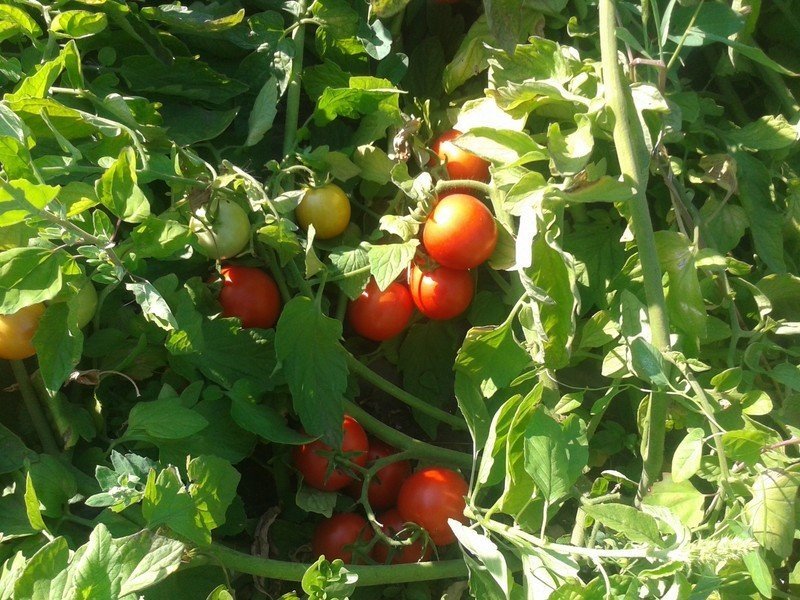 Сорт помидоров ростовские
