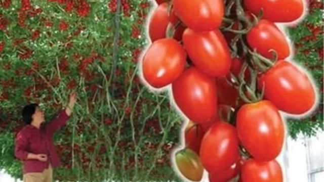 Помидоры Спрут f1: как выращивать в открытом грунте и в теплице