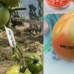 Правила выращивания, описание и характеристика томата Настенька