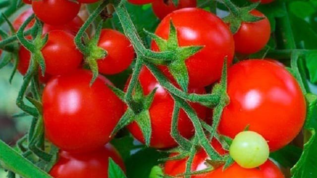 Томат Флорида (f1): описание помидоров, его плюсы и минусы, секреты успешного выращивания, сорт-тезка Флорида Петит