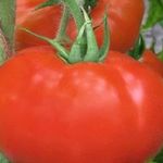 Раннеспелый гибрид для южных регионов страны — томат «Полонез f1» и секреты повышения его урожайности