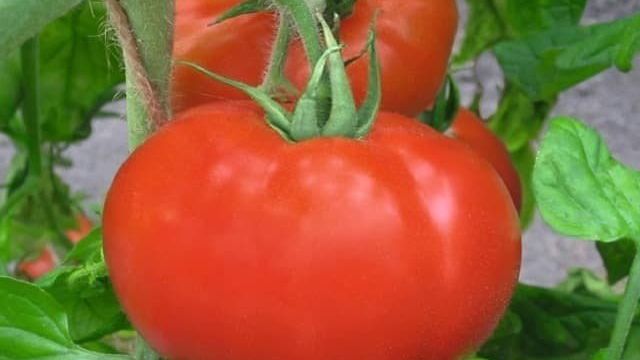 Раннеспелый гибрид для южных регионов страны — томат «Полонез f1» и секреты повышения его урожайности