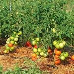 Самые лучшие и вкусные сорта томатов для открытого грунта