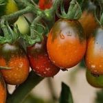 Секреты успешного выращивания томата «Черный мавр»