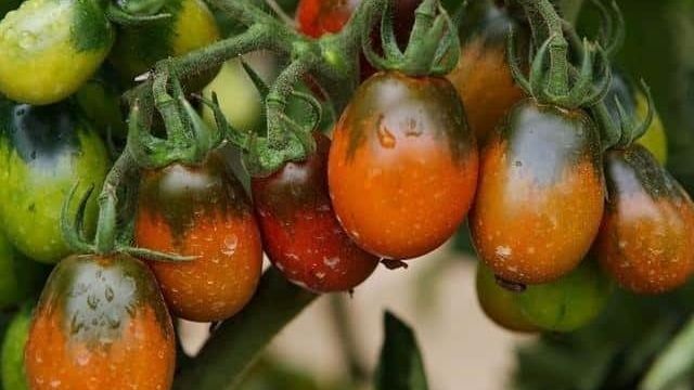 Секреты успешного выращивания томата «Черный мавр»