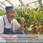 Сливовидный томат Империя F1: секреты выращивания, описание, отзывы