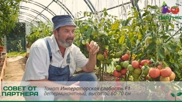 Сливовидный томат Империя F1: секреты выращивания, описание, отзывы