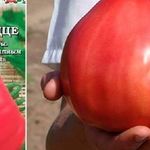 Сорт помидор Орлиное сердце – урожайность и особенности выращивания