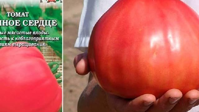 Сорт помидор Орлиное сердце – урожайность и особенности выращивания