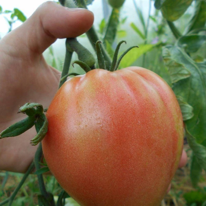 Сорт томатов абаканский розовый