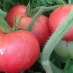 Томат Финиш — описание и характеристики высокоурожайного сорта