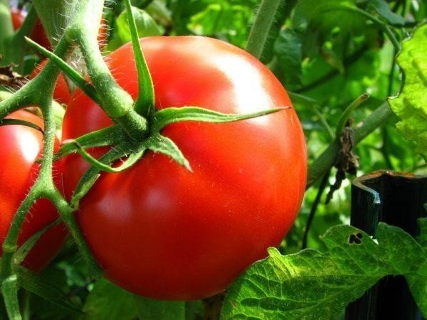 Лучшие сорта томатов для сибири для открытого грунта