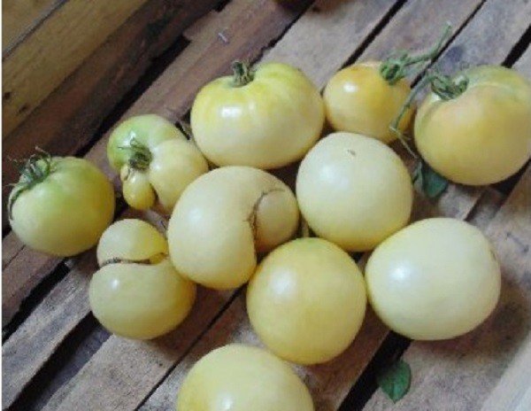 Аэлита томат белая вишня