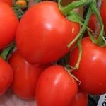 Томат «Маруся»: характеристика и описание сорта, рекомендации по выращиванию вкусных помидоров, фото-материалы